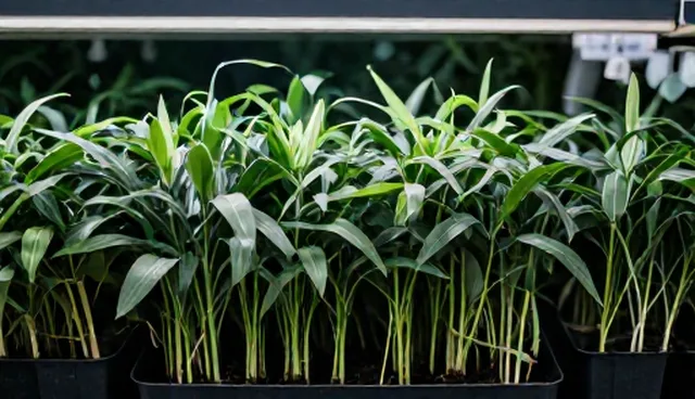 优质种苗使用与维护的5大检查要点